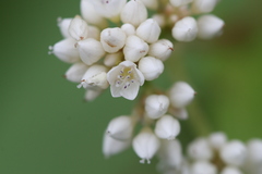 Persicaria hastatoauriculata